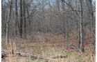 Tract 4 - Deer - OKLAHOMA LAND & REAL ESTATE AUCTION, 438 +/- Acres offered in 13 Tracts